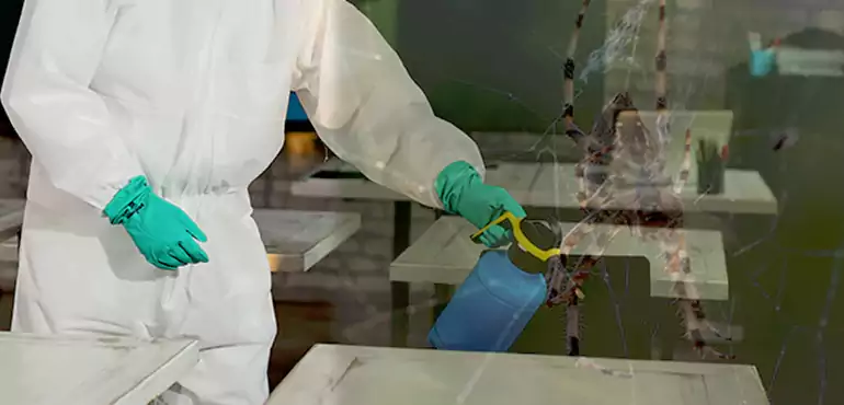 Why Buyers Still Want Homes With Pest Infestations in San Bernardino, CA?